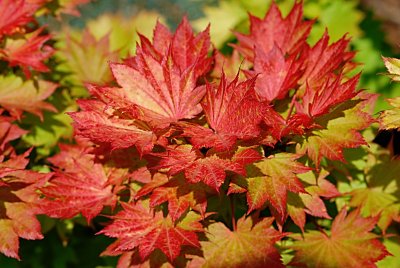 Acer shirasawanum 'Aureum' - javor Shirasawův - letní listy